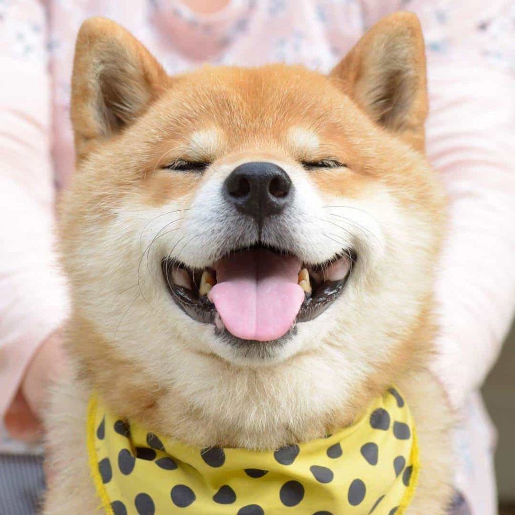Tổng hợp 50+ Ảnh avatar chó Shiba siêu cute, siêu ngộ nghĩnh