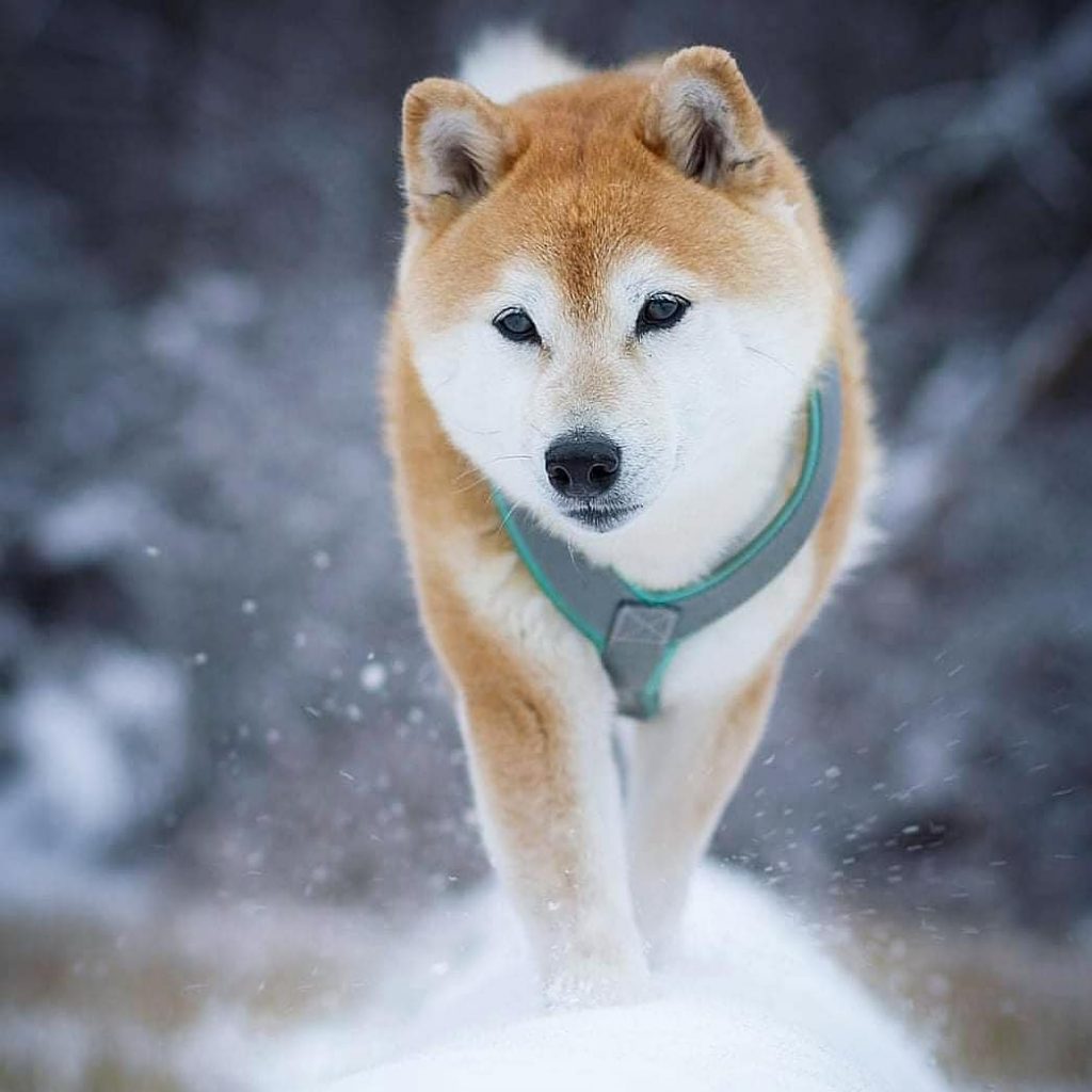 Top 99 avatar chó shiba bựa được xem và download nhiều nhất
